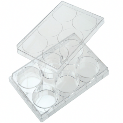 6 well tissue culture plate